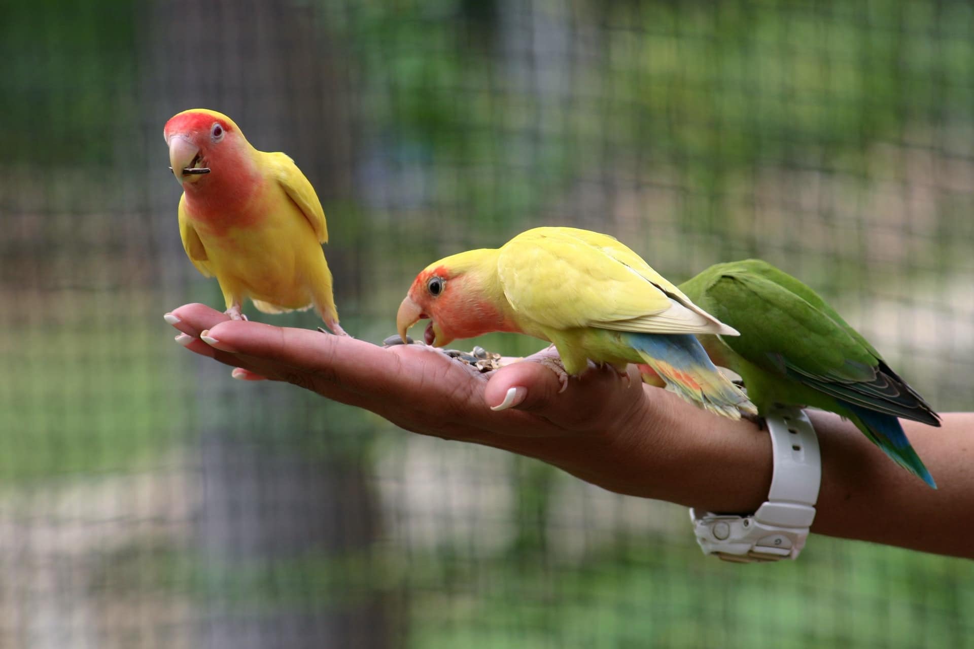 Bird feeding