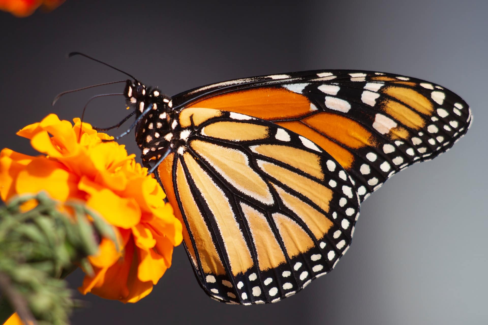 Butterfly Garden