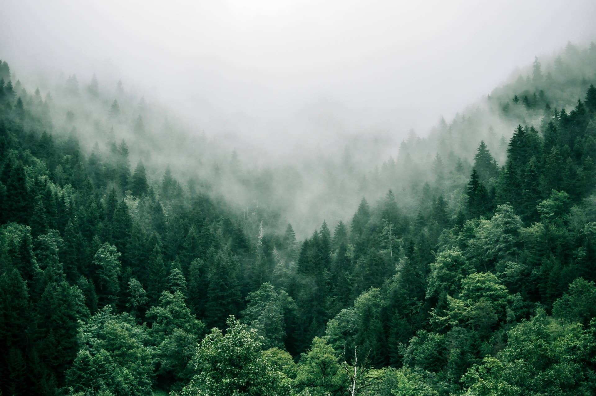 Cloud Forest Park greenery in Yelagiri Hills
