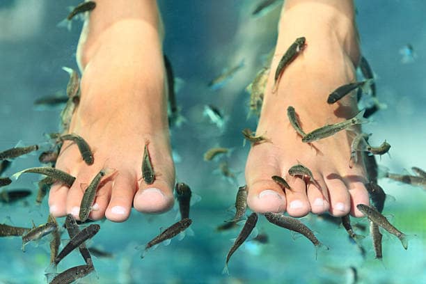 Fish Spa